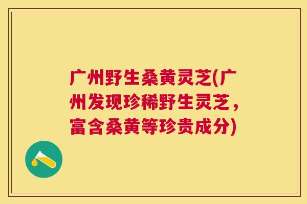 广州野生桑黄灵芝(广州发现珍稀野生灵芝,富含桑黄等珍贵成分) 广州野生桑黄灵芝(广州发现珍稀野生灵芝,富含桑黄等珍贵成分)
