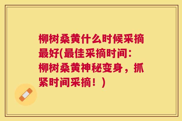 柳树桑黄什么时候采摘好(佳采摘时间:柳树桑黄神秘变身,抓紧时间采摘!) 柳树桑黄什么时候采摘好(佳采摘时间:柳树桑黄神秘变身,抓紧时间采摘!)