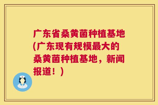 广东省桑黄菌种植基地(广东现有规模大的桑黄菌种植基地,新闻报道!) 广东省桑黄菌种植基地(广东现有规模大的桑黄菌种植基地,新闻报道!)