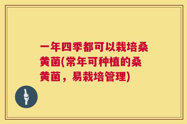 一年四季都可以栽培桑黄菌(常年可种植的桑黄菌,易栽培管理) 一年四季都可以栽培桑黄菌(常年可种植的桑黄菌,易栽培管理)