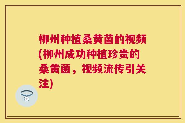 柳州种植桑黄菌的视频(柳州成功种植珍贵的桑黄菌，视频流传引关注)