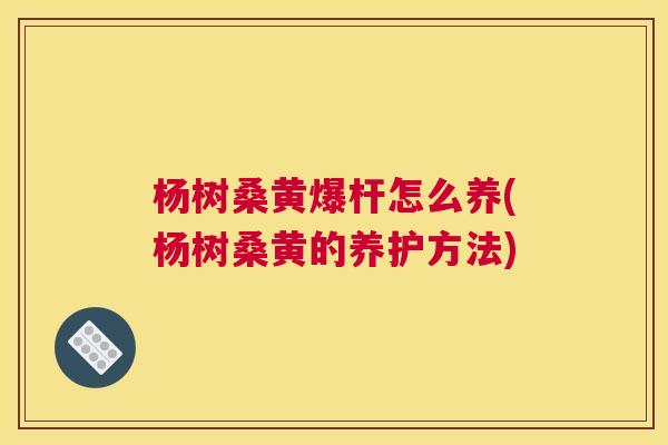 杨树桑黄爆杆怎么养(杨树桑黄的养护方法) 杨树桑黄爆杆怎么养(杨树桑黄的养护方法)