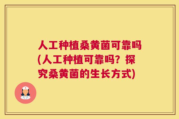 人工种植桑黄菌可靠吗(人工种植可靠吗?探究桑黄菌的生长方式) 人工种植桑黄菌可靠吗(人工种植可靠吗?探究桑黄菌的生长方式)
