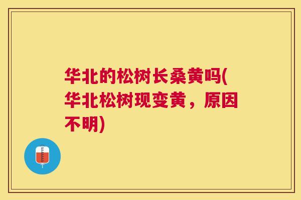 华北的松树长桑黄吗(华北松树现变黄,原因不明) 华北的松树长桑黄吗(华北松树现变黄,原因不明)