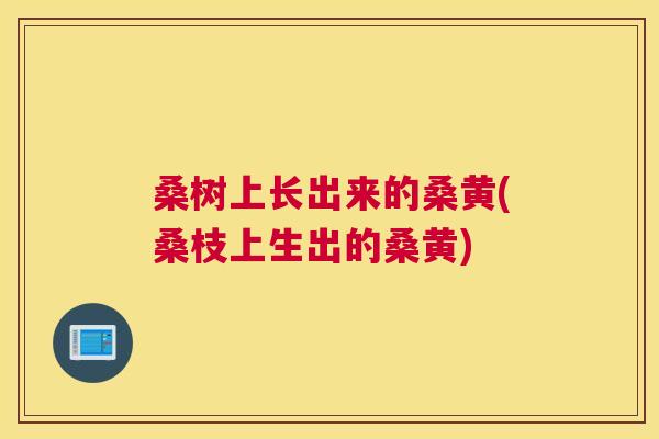 桑树上长出来的桑黄(桑枝上生出的桑黄) 桑树上长出来的桑黄(桑枝上生出的桑黄)