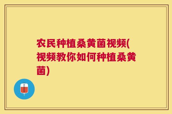 农民种植桑黄菌视频(视频教你如何种植桑黄菌)