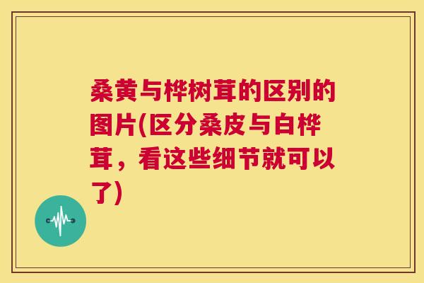 桑黄与桦树茸的区别的图片(区分桑皮与白桦茸,看这些细节就可以了) 桑黄与桦树茸的区别的图片(区分桑皮与白桦茸,看这些细节就可以了)