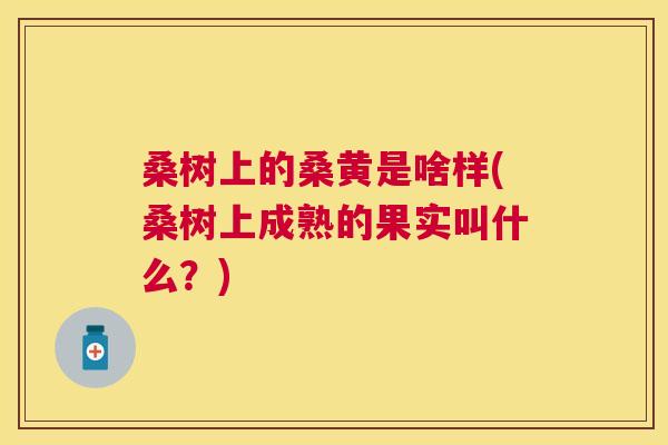 桑树上的桑黄是啥样(桑树上成熟的果实叫什么?) 桑树上的桑黄是啥样(桑树上成熟的果实叫什么?)