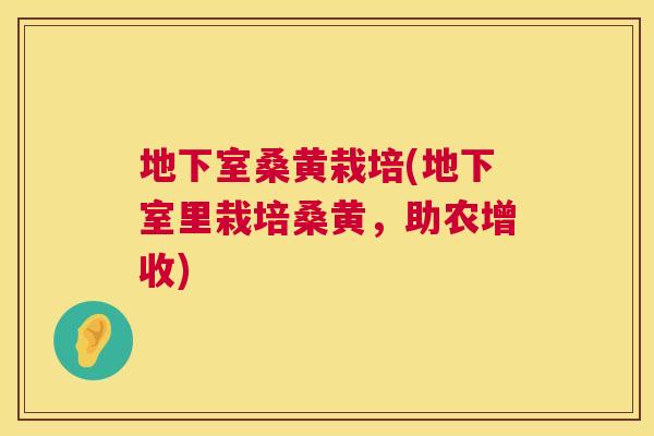 地下室桑黄栽培(地下室里栽培桑黄,助农增收) 地下室桑黄栽培(地下室里栽培桑黄,助农增收)