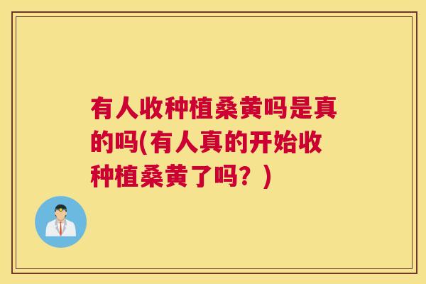 有人收种植桑黄吗是真的吗(有人真的开始收种植桑黄了吗?) 有人收种植桑黄吗是真的吗(有人真的开始收种植桑黄了吗?)