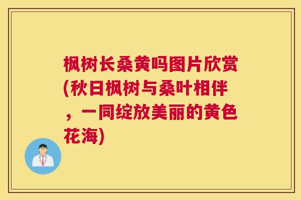 枫树长桑黄吗图片欣赏(秋日枫树与桑叶相伴,一同绽放美丽的黄色花海) 枫树长桑黄吗图片欣赏(秋日枫树与桑叶相伴,一同绽放美丽的黄色花海)