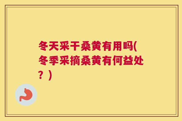 冬天采干桑黄有用吗(冬季采摘桑黄有何益处?) 冬天采干桑黄有用吗(冬季采摘桑黄有何益处?)