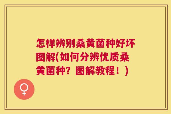 怎样辨别桑黄菌种好坏图解(如何分辨优质桑黄菌种?图解教程!) 怎样辨别桑黄菌种好坏图解(如何分辨优质桑黄菌种?图解教程!)