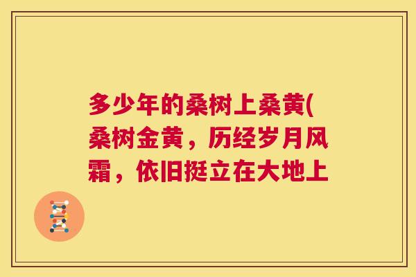 多少年的桑树上桑黄(桑树金黄,历经岁月风霜,依旧挺立在大地上 多少年的桑树上桑黄(桑树金黄,历经岁月风霜,依旧挺立在大地上