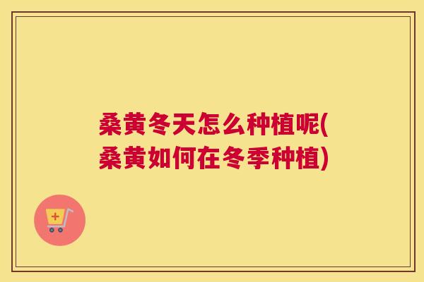 桑黄冬天怎么种植呢(桑黄如何在冬季种植) 桑黄冬天怎么种植呢(桑黄如何在冬季种植)