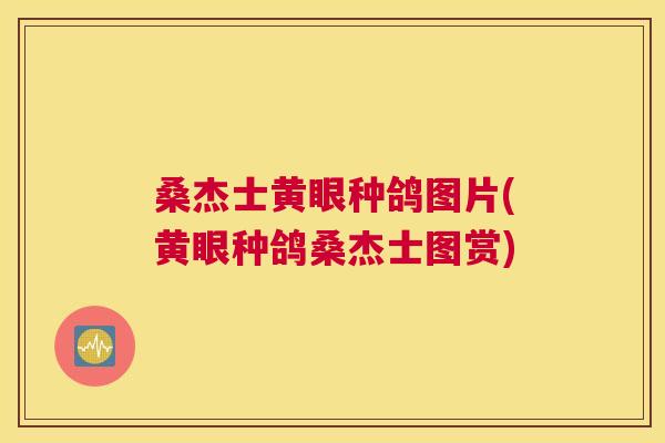 桑杰士黄眼种鸽图片(黄眼种鸽桑杰士图赏) 桑杰士黄眼种鸽图片(黄眼种鸽桑杰士图赏)