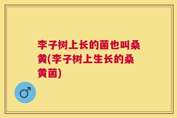 李子树上长的菌也叫桑黄(李子树上生长的桑黄菌) 李子树上长的菌也叫桑黄(李子树上生长的桑黄菌)