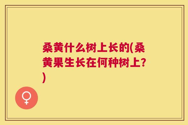 桑黄什么树上长的(桑黄果生长在何种树上?) 桑黄什么树上长的(桑黄果生长在何种树上?)