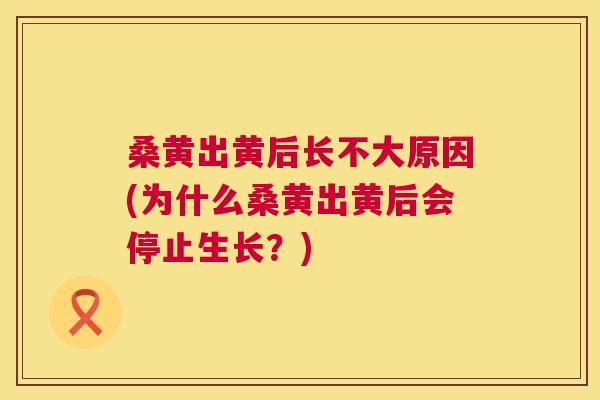 桑黄出黄后长不大原因(为什么桑黄出黄后会停止生长?) 桑黄出黄后长不大原因(为什么桑黄出黄后会停止生长?)