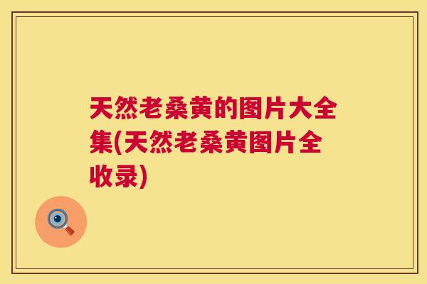 天然老桑黄的图片大全集(天然老桑黄图片全收录) 天然老桑黄的图片大全集(天然老桑黄图片全收录)