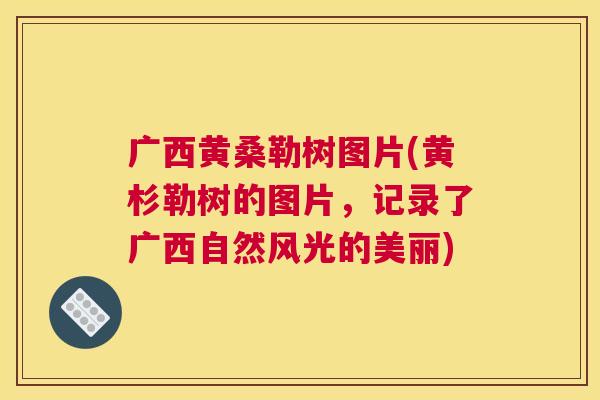 广西黄桑勒树图片(黄杉勒树的图片,记录了广西自然风光的美丽) 广西黄桑勒树图片(黄杉勒树的图片,记录了广西自然风光的美丽)
