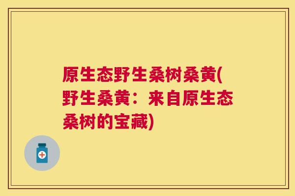 原生态野生桑树桑黄(野生桑黄:来自原生态桑树的宝藏) 原生态野生桑树桑黄(野生桑黄:来自原生态桑树的宝藏)