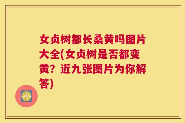 女贞树都长桑黄吗图片大全(女贞树是否都变黄?近九张图片为你解答) 女贞树都长桑黄吗图片大全(女贞树是否都变黄?近九张图片为你解答)