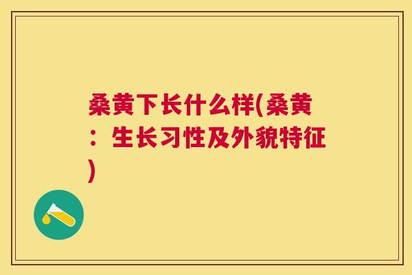 桑黄下长什么样(桑黄:生长习性及外貌特征) 桑黄下长什么样(桑黄:生长习性及外貌特征)