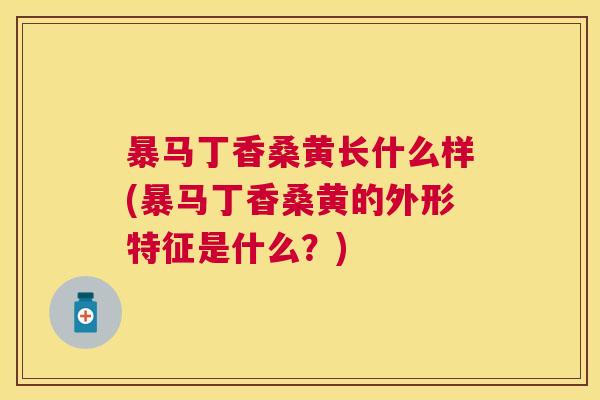 暴马丁香桑黄长什么样(暴马丁香桑黄的外形特征是什么?) 暴马丁香桑黄长什么样(暴马丁香桑黄的外形特征是什么?)