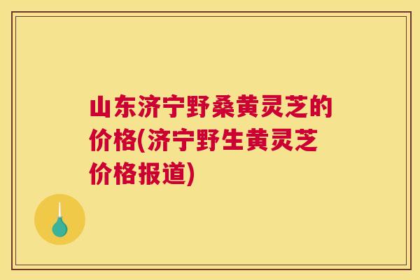 山东济宁野桑黄灵芝的价格(济宁野生黄灵芝价格报道) 山东济宁野桑黄灵芝的价格(济宁野生黄灵芝价格报道)