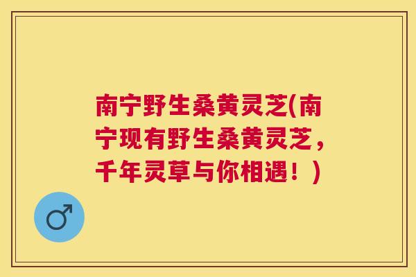 南宁野生桑黄灵芝(南宁现有野生桑黄灵芝,千年灵草与你相遇!) 南宁野生桑黄灵芝(南宁现有野生桑黄灵芝,千年灵草与你相遇!)