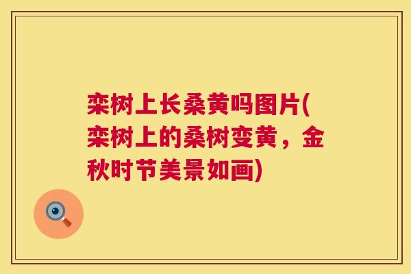 栾树上长桑黄吗图片(栾树上的桑树变黄,金秋时节美景如画) 栾树上长桑黄吗图片(栾树上的桑树变黄,金秋时节美景如画)
