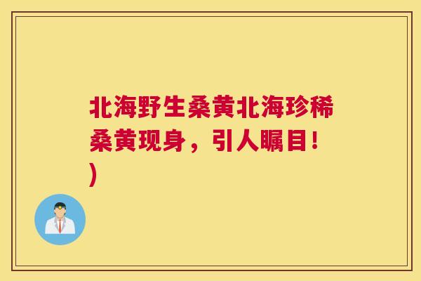 北海野生桑黄北海珍稀桑黄现身,引人瞩目!) 北海野生桑黄北海珍稀桑黄现身,引人瞩目!)