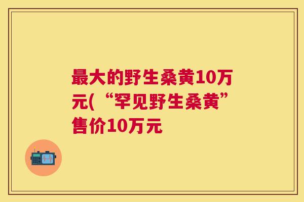 大的野生桑黄10万元(“罕见野生桑黄”售价10万元 大的野生桑黄10万元(“罕见野生桑黄”售价10万元