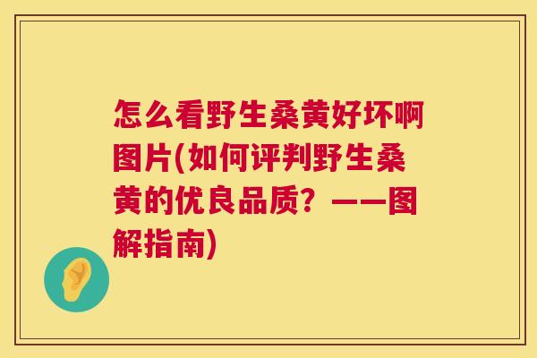 怎么看野生桑黄好坏啊图片(如何评判野生桑黄的优良品质?——图解指南) 怎么看野生桑黄好坏啊图片(如何评判野生桑黄的优良品质?——图解指南)