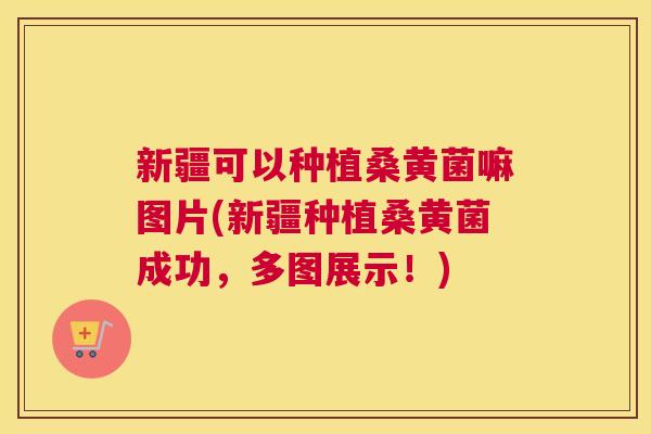 新疆可以种植桑黄菌嘛图片(新疆种植桑黄菌成功,多图展示!) 新疆可以种植桑黄菌嘛图片(新疆种植桑黄菌成功,多图展示!)