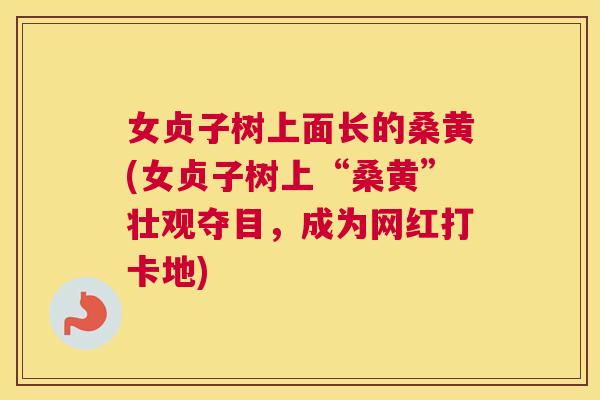 女贞子树上面长的桑黄(女贞子树上“桑黄”壮观夺目,成为网红打卡地) 女贞子树上面长的桑黄(女贞子树上“桑黄”壮观夺目,成为网红打卡地)