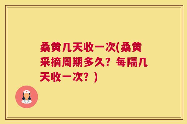 桑黄几天收一次(桑黄采摘周期多久?每隔几天收一次?) 桑黄几天收一次(桑黄采摘周期多久?每隔几天收一次?)