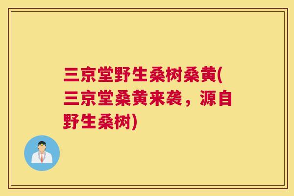 三京堂野生桑树桑黄(三京堂桑黄来袭,源自野生桑树) 三京堂野生桑树桑黄(三京堂桑黄来袭,源自野生桑树)