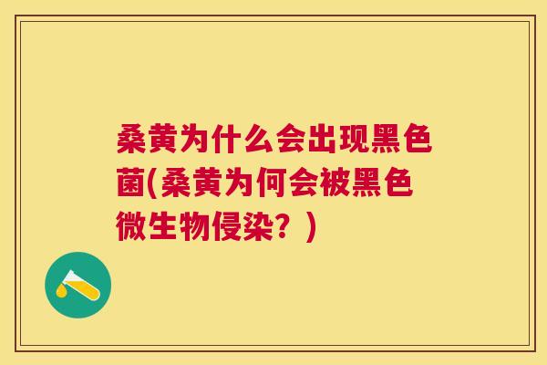 桑黄为什么会出现黑色菌(桑黄为何会被黑色微生物侵染?) 桑黄为什么会出现黑色菌(桑黄为何会被黑色微生物侵染?)
