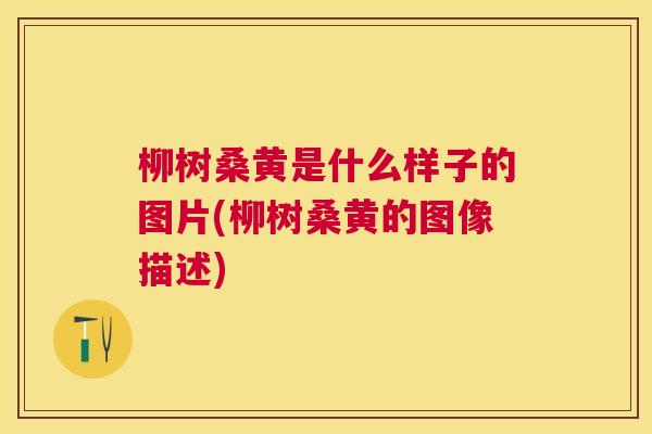 柳树桑黄是什么样子的图片(柳树桑黄的图像描述) 柳树桑黄是什么样子的图片(柳树桑黄的图像描述)