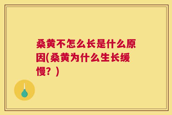 桑黄不怎么长是什么原因(桑黄为什么生长缓慢?) 桑黄不怎么长是什么原因(桑黄为什么生长缓慢?)