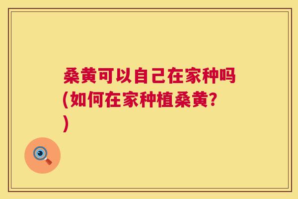 桑黄可以自己在家种吗(如何在家种植桑黄？)