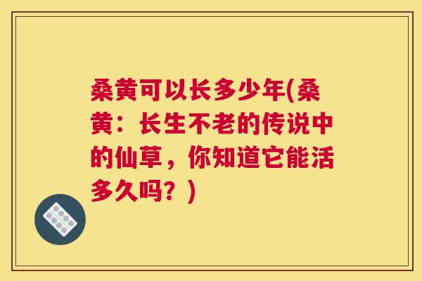 桑黄可以长多少年(桑黄:长生不老的传说中的仙草,你知道它能活多久吗?) 桑黄可以长多少年(桑黄:长生不老的传说中的仙草,你知道它能活多久吗?)