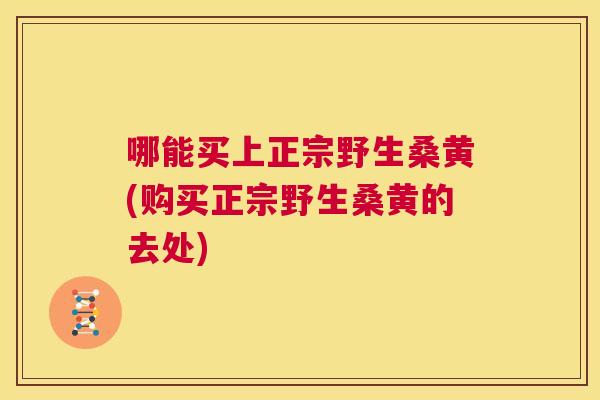 哪能买上正宗野生桑黄(购买正宗野生桑黄的去处) 哪能买上正宗野生桑黄(购买正宗野生桑黄的去处)