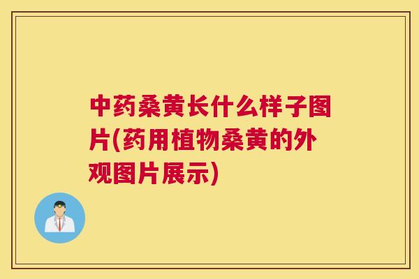 桑黄长什么样子图片(药用植物桑黄的外观图片展示) 桑黄长什么样子图片(药用植物桑黄的外观图片展示)