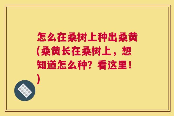 怎么在桑树上种出桑黄(桑黄长在桑树上,想知道怎么种?看这里!) 怎么在桑树上种出桑黄(桑黄长在桑树上,想知道怎么种?看这里!)