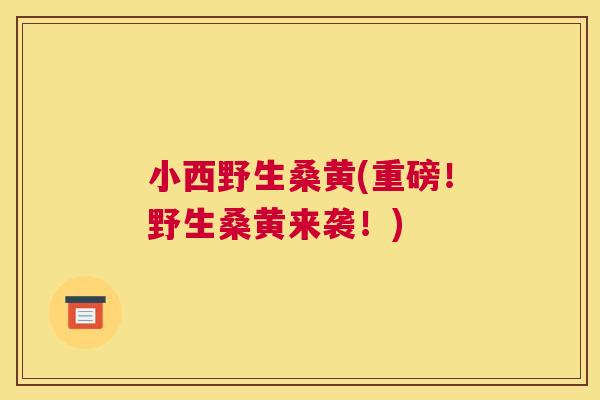 小西野生桑黄(重磅!野生桑黄来袭!) 小西野生桑黄(重磅!野生桑黄来袭!)