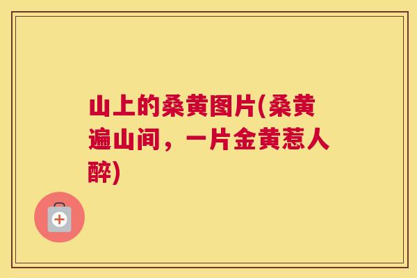 山上的桑黄图片(桑黄遍山间,一片金黄惹人醉) 山上的桑黄图片(桑黄遍山间,一片金黄惹人醉)