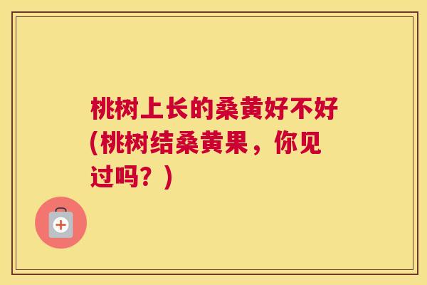 桃树上长的桑黄好不好(桃树结桑黄果,你见过吗?) 桃树上长的桑黄好不好(桃树结桑黄果,你见过吗?)